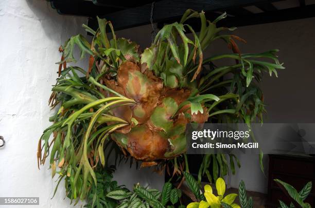 platycerium bifurcatum (commonly known as elkhorn fern or staghorn fern) hanging from the rafters of a colonial style house - elkhorn fern stock pictures, royalty-free photos & images