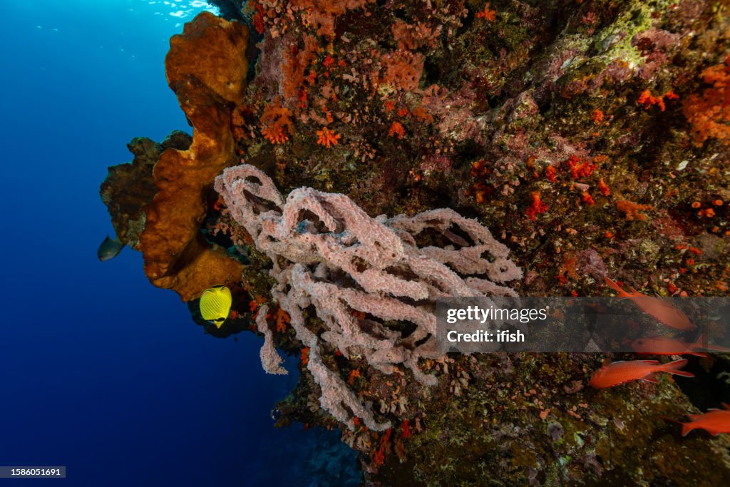 Biodiversity at Colorful Vertical Reef at Rozengain Island, Banda Sea, Indonesia