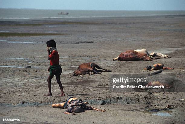 Boy holds a cloth to his face against the stench of dead bodies and cattle carcasses that lie littered along the shores of Kutubdia Island, which was...