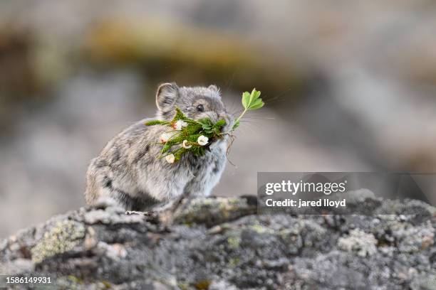 collared pika with mouth full of flowers - pika foto e immagini stock