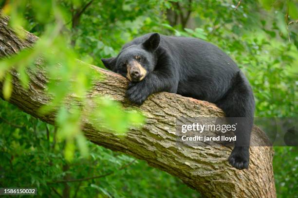 large black bear sleeping in tree - oso fotografías e imágenes de stock