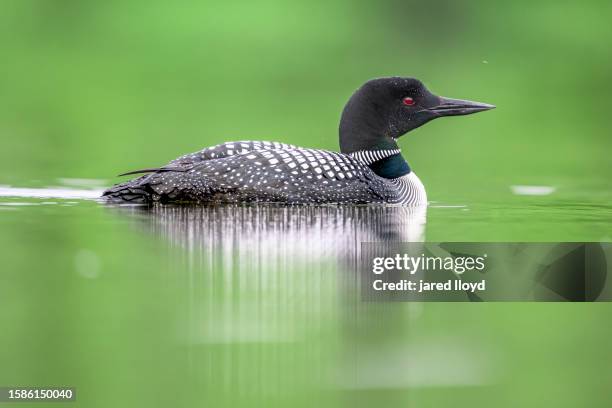 a common loon with reflection - plongeon huard photos et images de collection