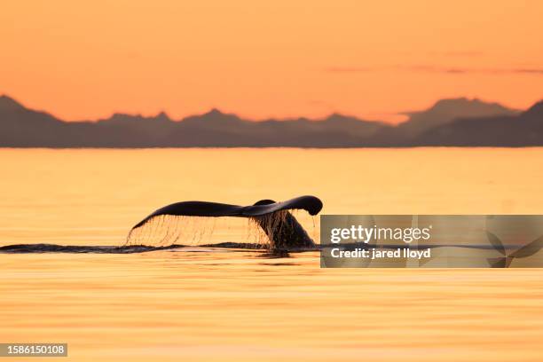 the fluke of a humpback whale at sunset - whale watching stock pictures, royalty-free photos & images