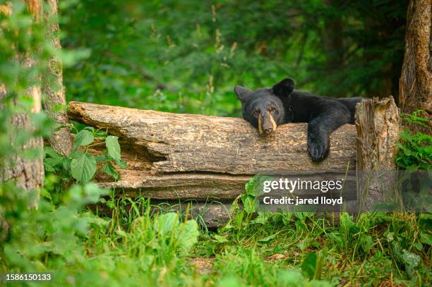 a black bear laying on fallen log - black bear in woods stock pictures, royalty-free photos & images