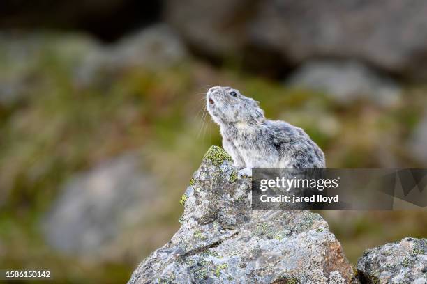 collared pika calling on rocks - pika foto e immagini stock