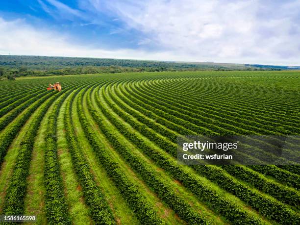 coffee harvesting - plantation stockfoto's en -beelden