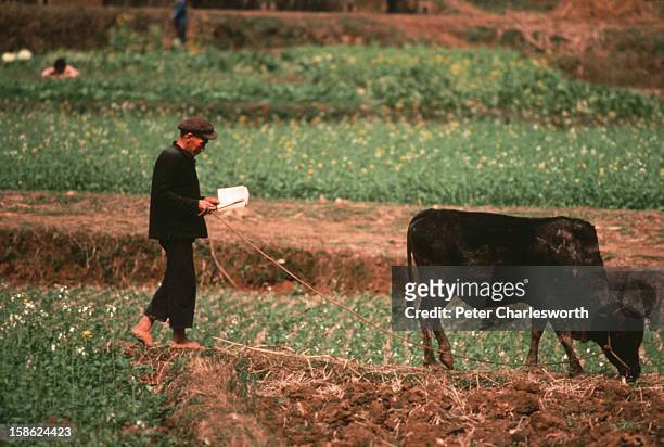 An old man reads a book while grazing his cow along fields near Guillin. Not so long ago books were being burnt by Red-Guards during the Cultural...