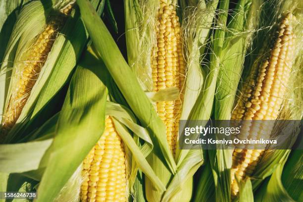 New Corn Tree New Corn Plant Photos and Premium High Res Pictures - Getty Images