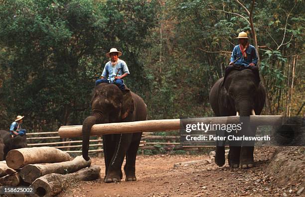 Elephants give a demonstration to tourists of their logging skills as they move huge timber tree trunks into a pile using their tusks and trunks at...