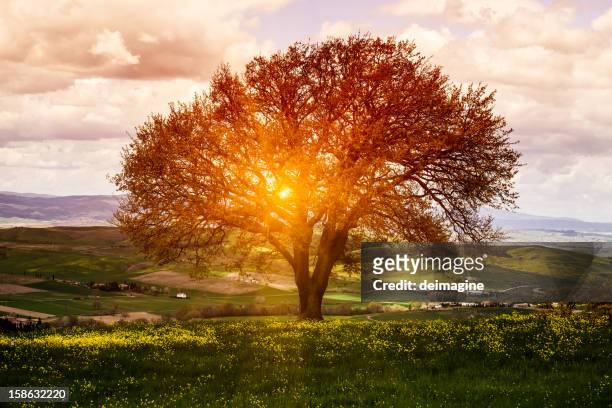 tree in flower field, spring sunrise - single tree stock pictures, royalty-free photos & images