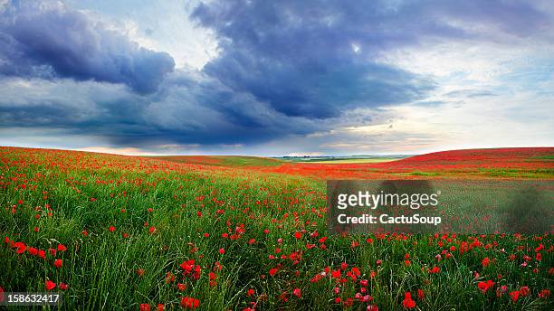 field of poppies bloom - klaproos stockfoto's en -beelden