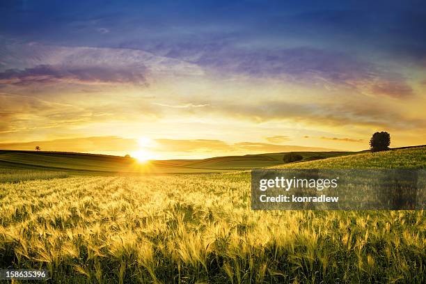 campo de trigo dorado atardecer paisaje - campo de trigo fotografías e imágenes de stock