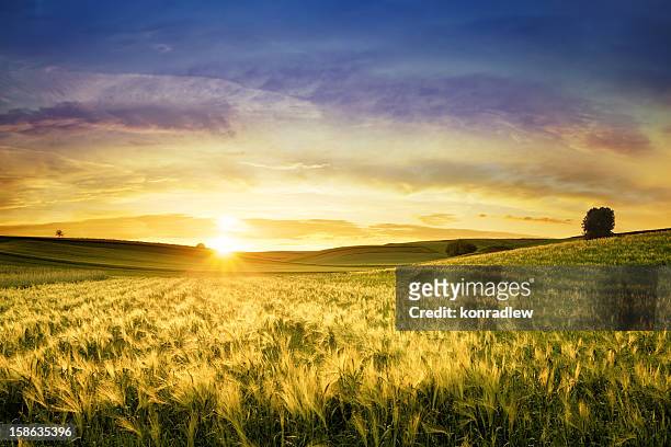 campo di grano dorato-tramonto paesaggio - grain field foto e immagini stock