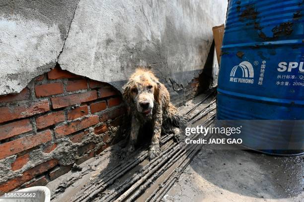 Mud-covered dog is seen in the aftermath of flooding from heavy rains in Zhuozhou city, in northern China's Hebei province on August 9, 2023. China's...