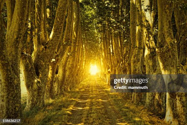 light at end of the tunnel - light at the end of the tunnel stock pictures, royalty-free photos & images