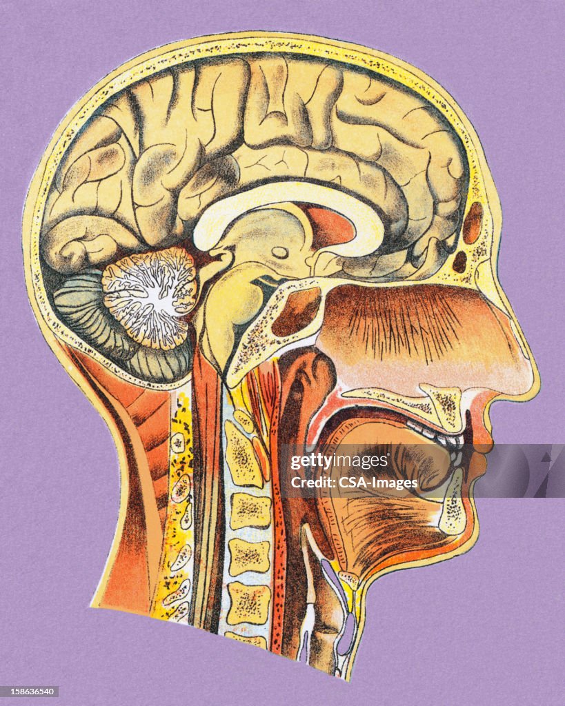Human Head Anatomy High-Res Vector Graphic - Getty Images