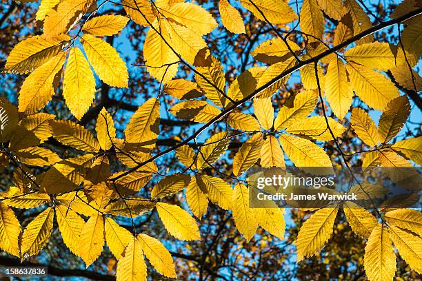 autumnal sweet chestnut leaves - chestnut stock pictures, royalty-free photos & images