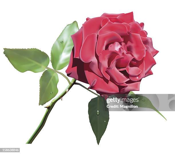 rose - single red rose stock illustrations