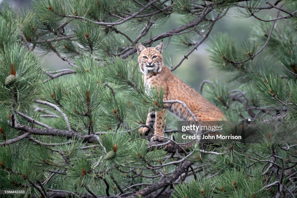 Bobcat en un pino mirando a la cámara en Colorado, en el oeste de EE.UU. de América del Norte