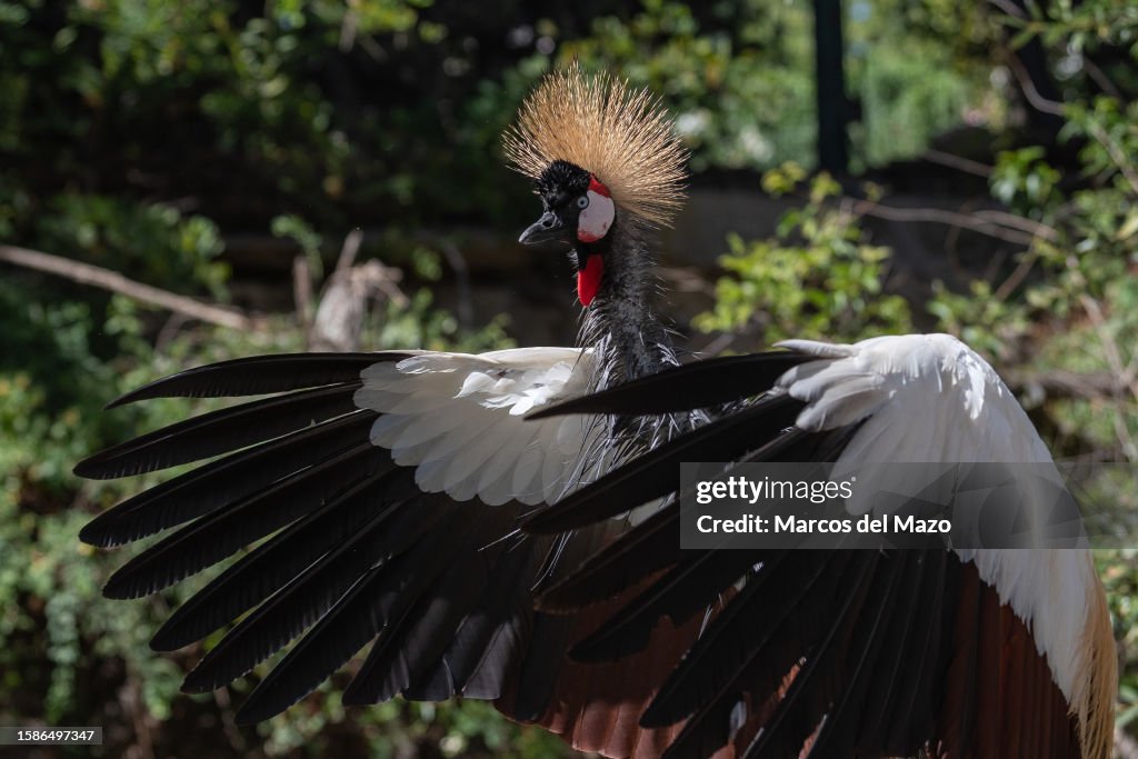 A grey crowned crane (Balearica regulorum), also known as...
