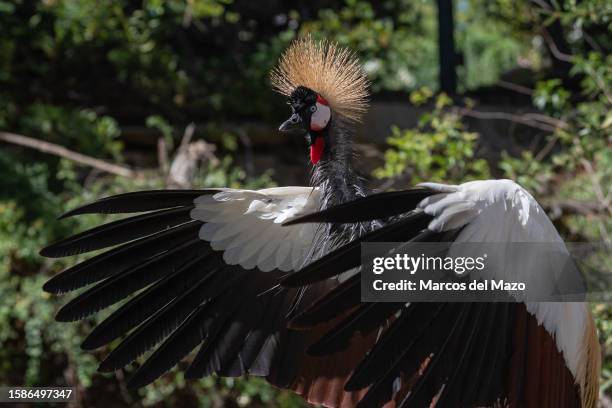 Grey crowned crane , also known as the African crowned crane or golden crested crane, pictured in its enclosure at Fauna Zoo.