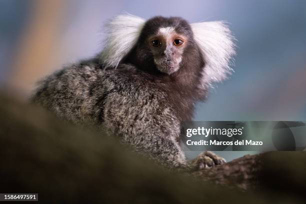 232 Common Marmoset Stock Photos High Res Pictures And Images Getty 232-common-marmoset-stock-photos-high-res-pictures-and-images-getty
