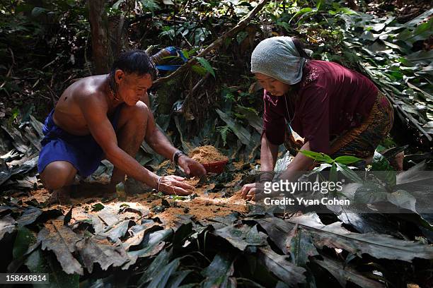 Penan tribesman Bala works alongside his wife Busak in the forest close to the village of Long Napir, in Sarawak. They are preparing sago gathered in...