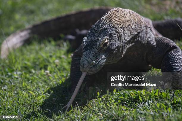 Komodo dragon , also known as the Komodo monitor, sticking out its tongue, pictured in its enclosure at Faunia Zoo. The Komodo dragon is the largest...
