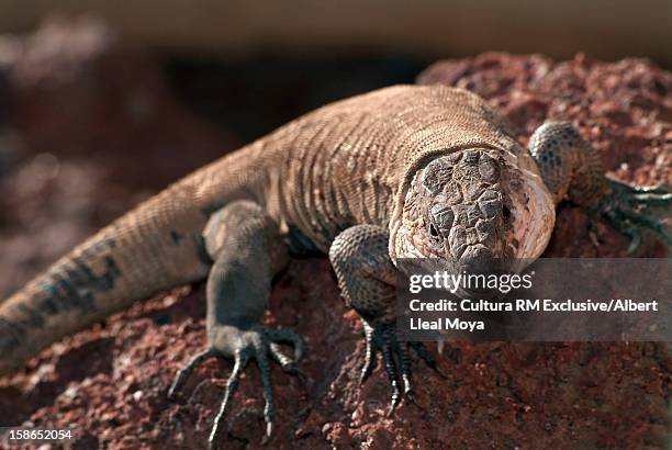 close up of lizard on rock - gomera ストックフォトと画像