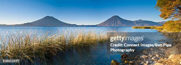 reeds growing in still lake - lake atitlan stock pictures, royalty-free photos & images