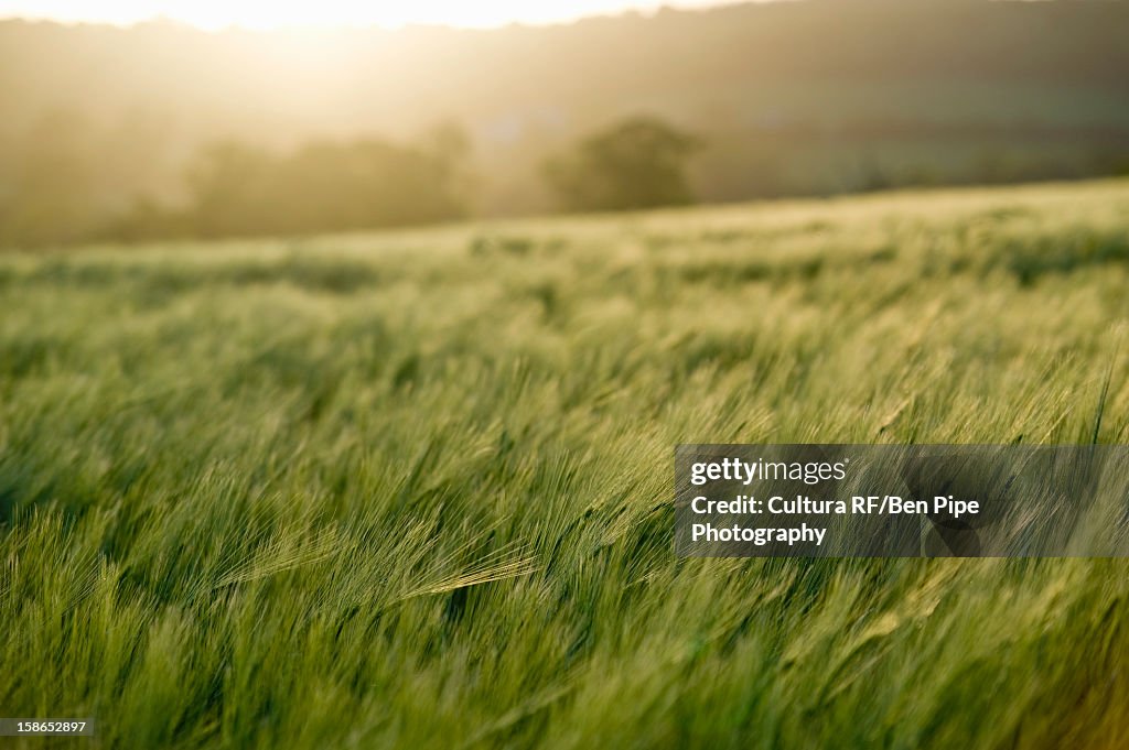 Close up of grass blowing in field