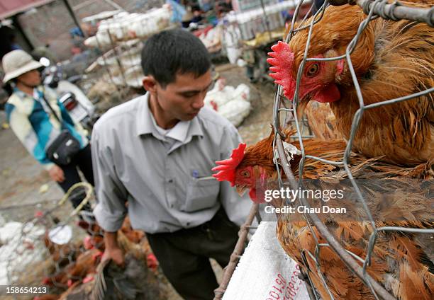 Vietnamese poultry dealer rearranges his chickens in Long Bien poultry market in Hanoi. The business of selling poultry in Vietnam has not changed...