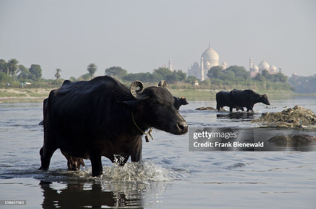 Taj Mahal, Palace of Love