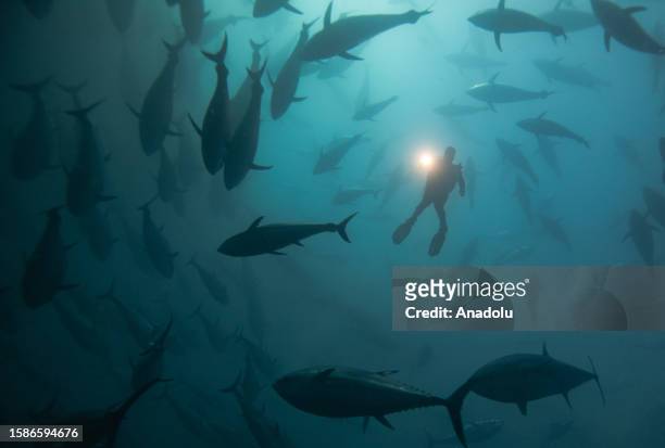 Diver swims with tuna fishes at the Aegean sea in Izmir province, Turkiye on August 08, 2023. Sardines and mackerel are used to feed tuna fishes and...