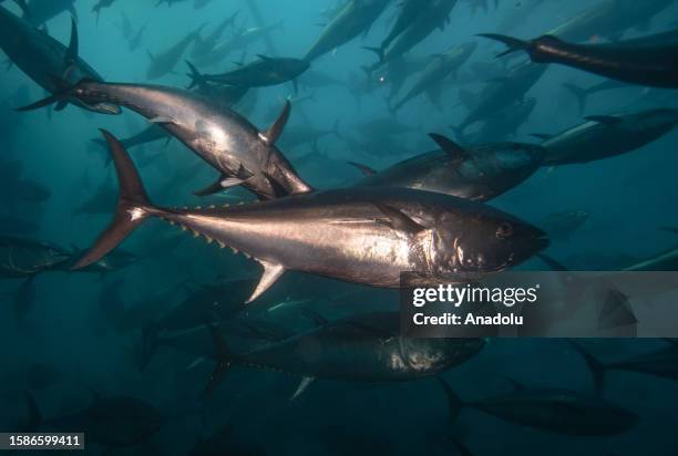 Tuna fishes swim at the Aegean sea in Izmir province, Turkiye on August 08, 2023. Sardines and mackerel are used to feed tuna fishes and they are...