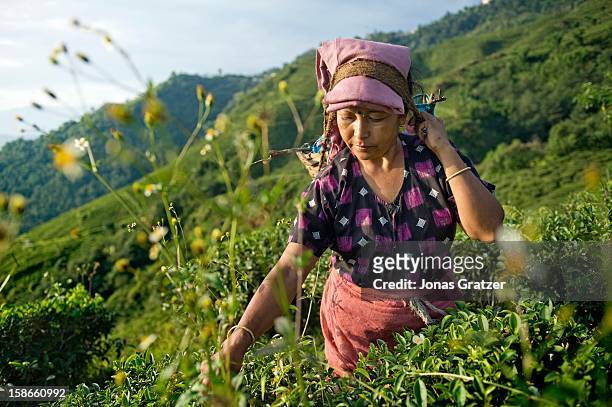 Woman picking tea along mountain slopes of Darjeeling. The mountains around Darjeeling are naturally gifted with the perfect soil and climate for...