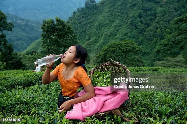 One of the tea pickers takes a break to drink water on a plantation on the mountain slopes of Darjeeling. The mountains around Darjeeling are...