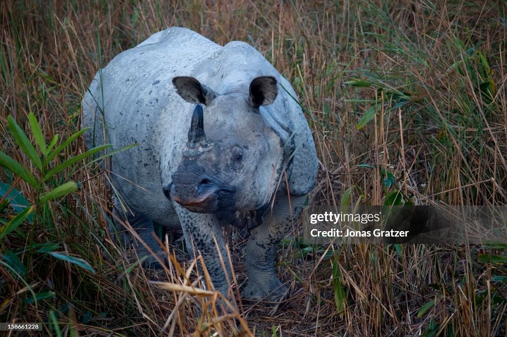 Rhino Wars - Kaziranga National Park - India