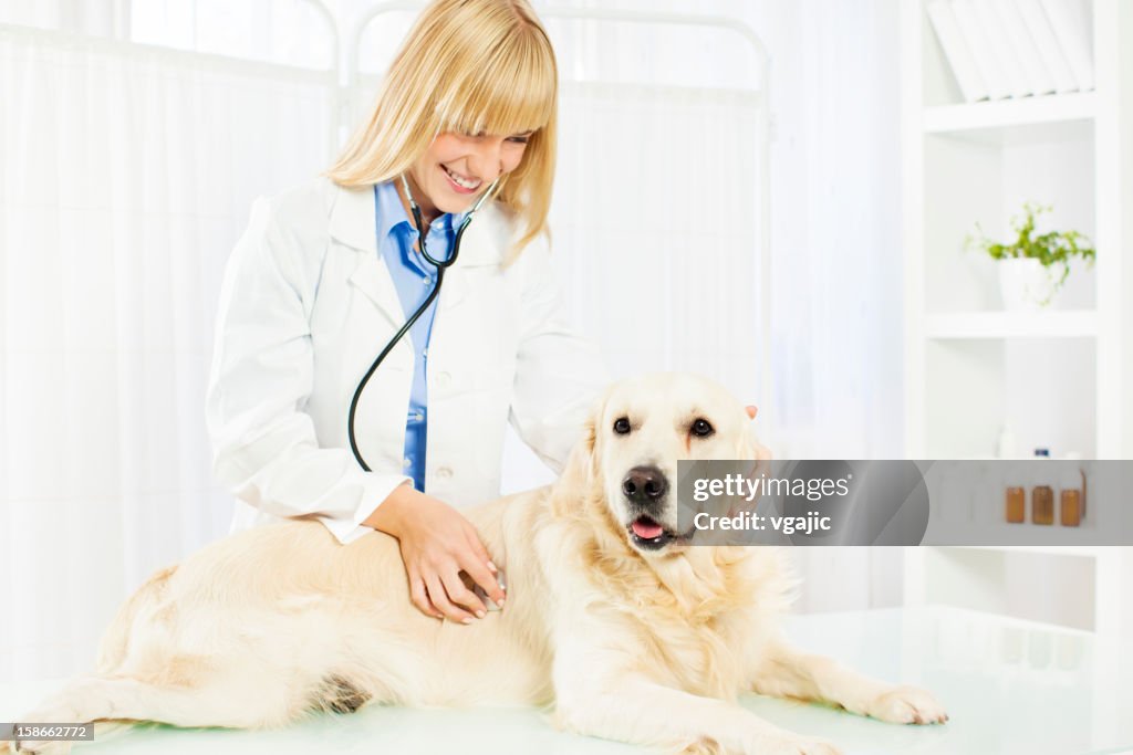 Young Female Veterinary Caring About Dog.