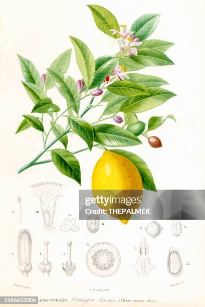 illustrazioni stock, clip art, cartoni animati e icone di tendenza di limone (citrus limonium) - dizionario universale di storia naturale di charles d'orbigny 1849 - albero di limone