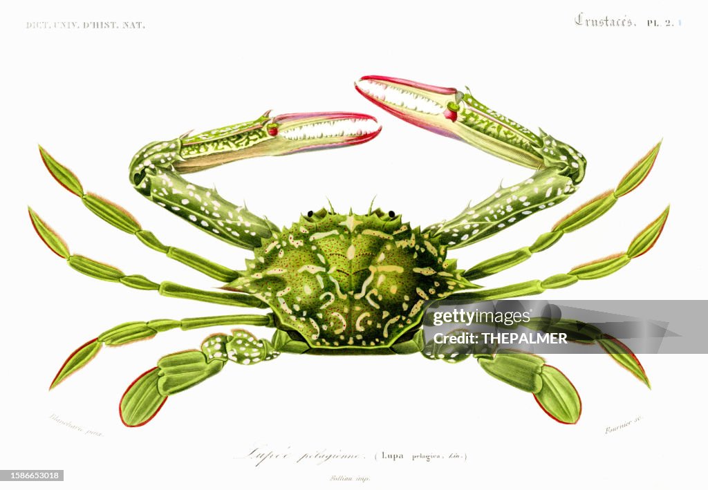 Pelagic Crab - Universal Dictionary of Natural History by Charles d'Orbigny 1849
