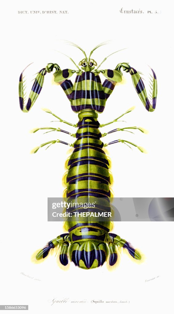 Zebra Mantis Shrimp - Universal Dictionary of Natural History by Charles d'Orbigny 1849