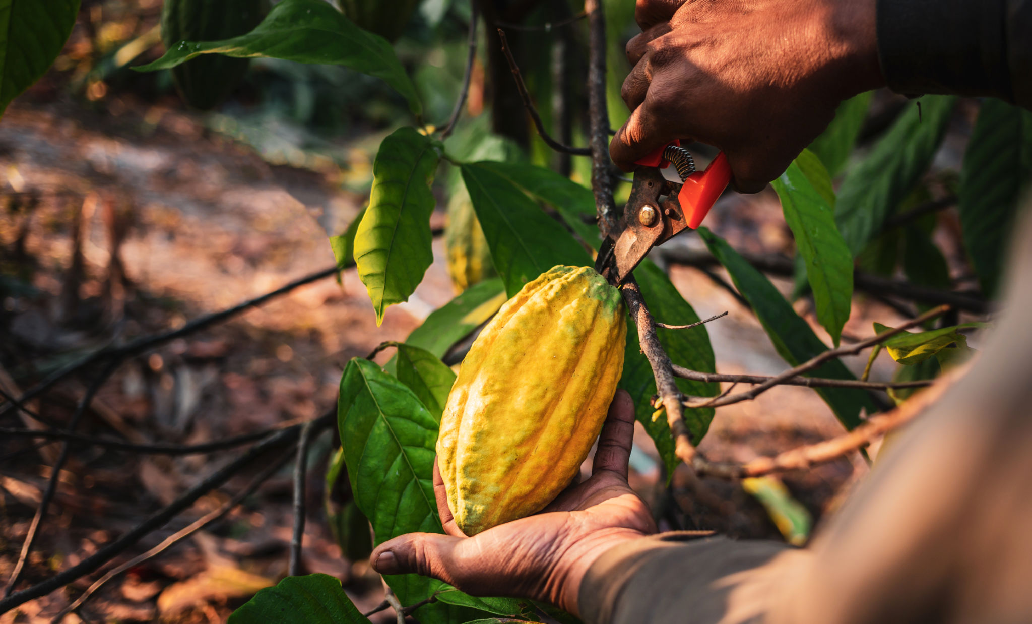cacao trees