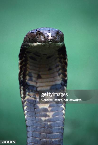 King cobra snake that measures several meters in length, is given a chance to exercise on the ground..