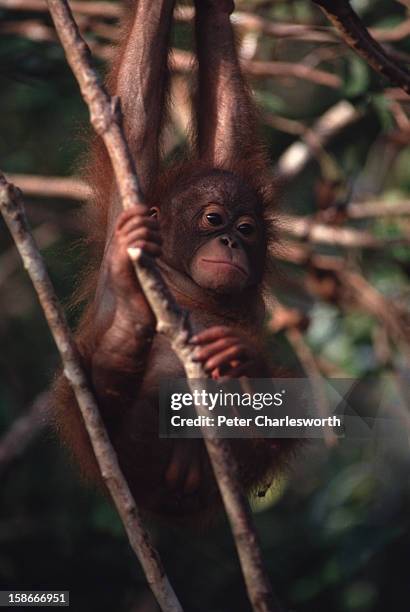 The return of the Bangkok Six. Six baby orang-utans were found in crates labelled as 'live birds' on the tarmac at Bangkok's airport. They had been...