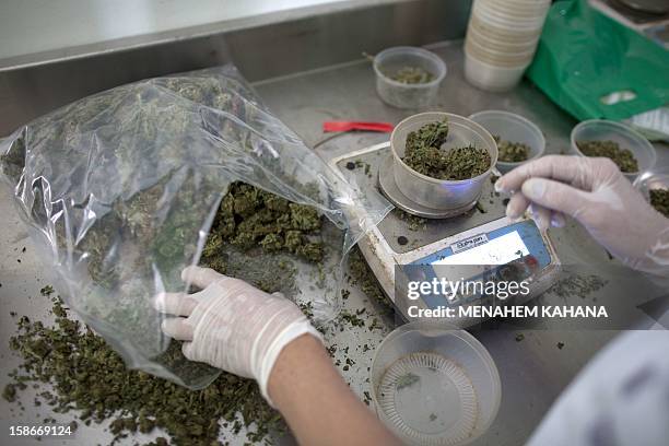 An Israeli woman weighs cannabis in the Tikkun Olam greenhouse, near the northern Israeli city of Safed, on November 1 where the company grows...