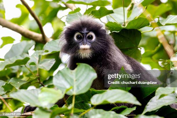 332 Dusky Leaf Monkey Stock Photos, High-Res Pictures, and Images - Getty  Images