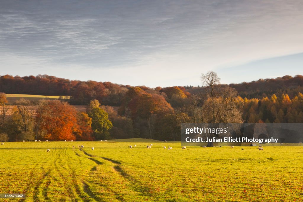 Autumn colour in the Cotswolds countryside.