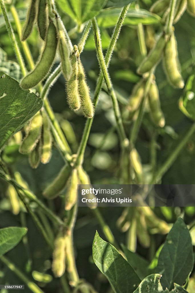Genetically modified soybeans in a field