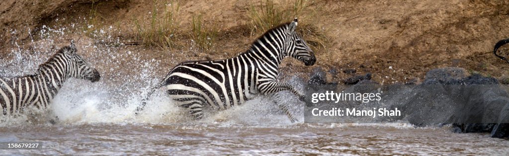 Zebras running out of the river